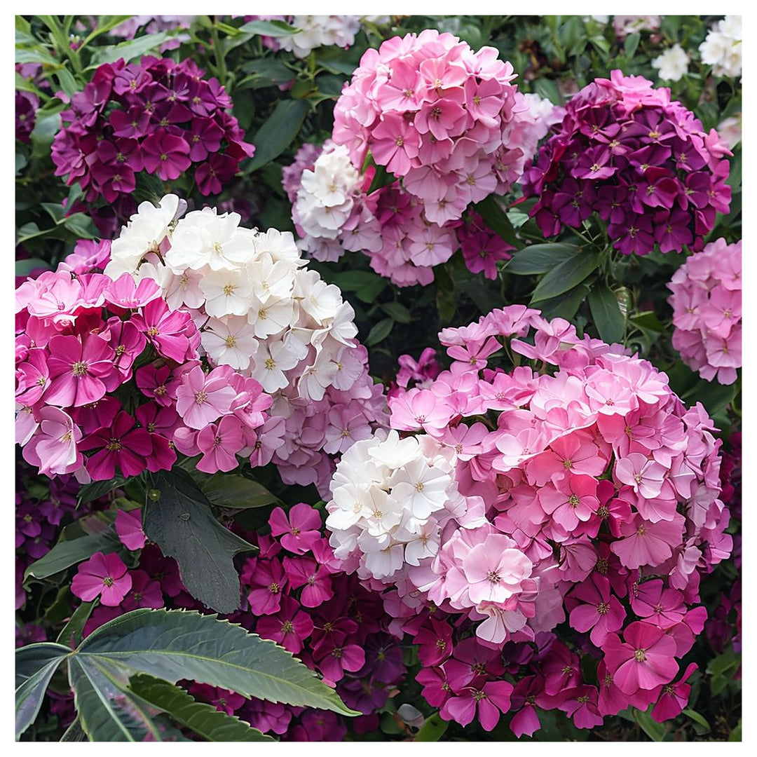 Pink White Rock Cress Flower Seeds – Heirloom Non-GMO Seeds for Planting, High Germination Organic Garden Seeds | Neera Seeds product photo [neera-v4-20b0b368da205c1bce56]