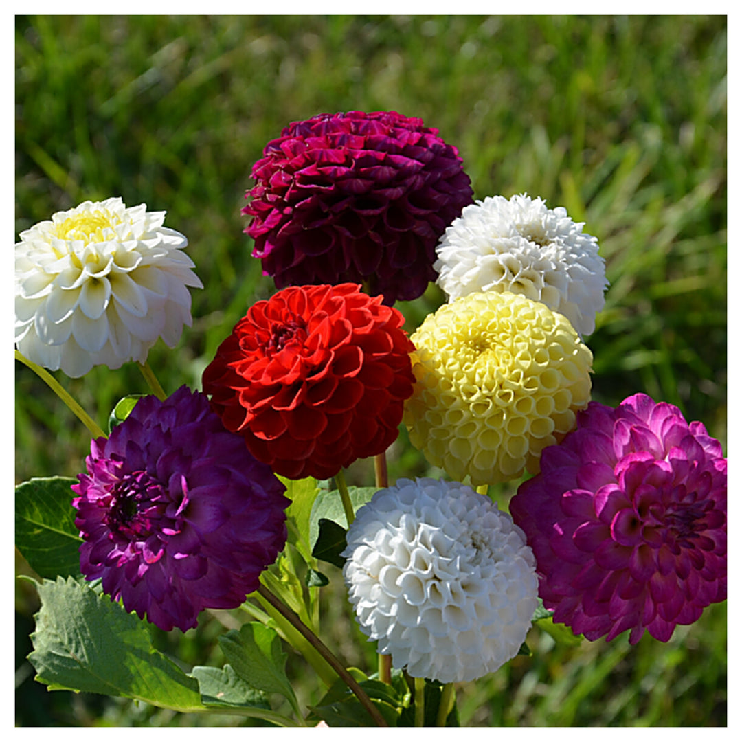 Dahlia Flower Seeds – Heirloom, Non-GMO Seeds for Planting Colorful Garden Blooms | Neera Seeds product photo [neera-v4-20b52601d389bbc96115]