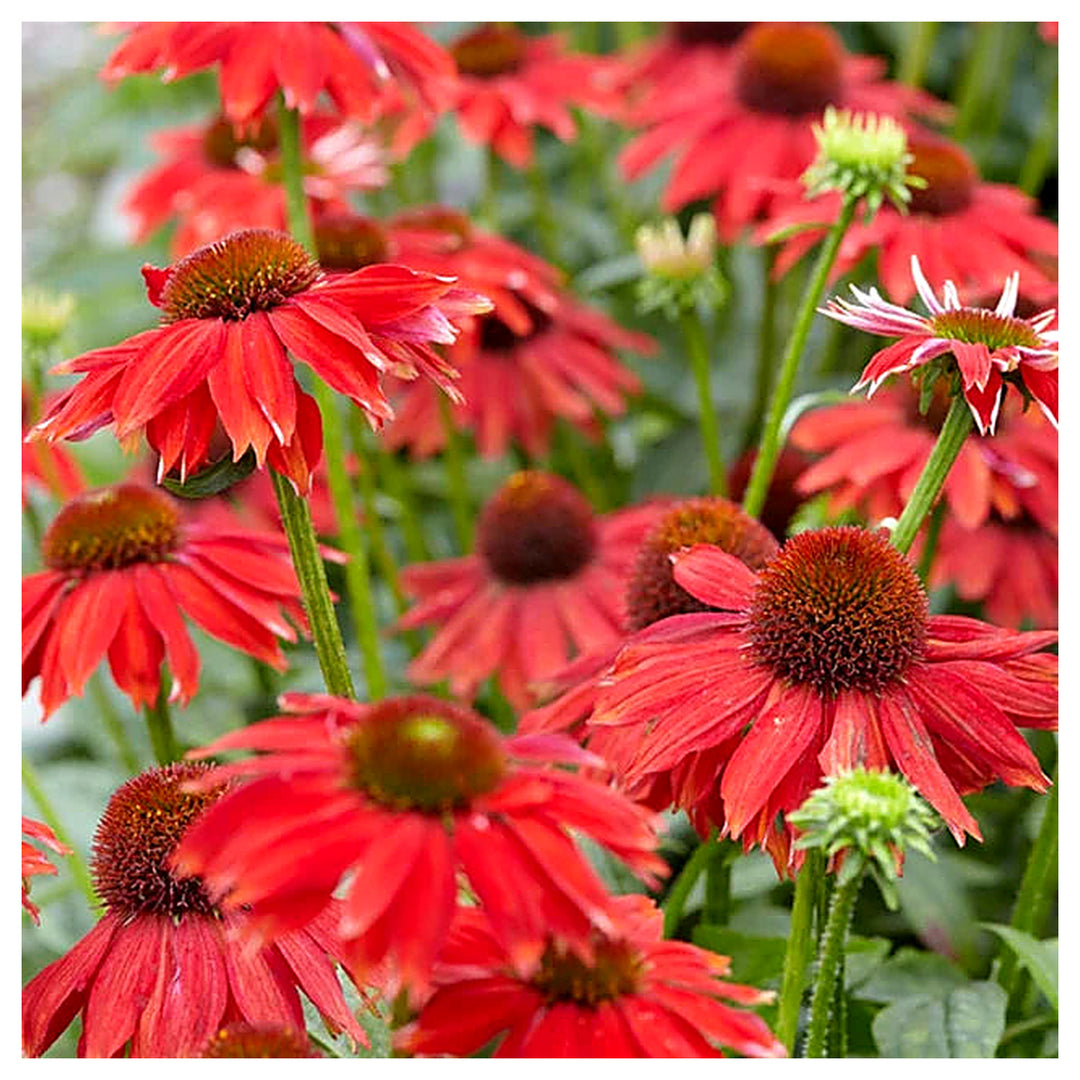 Red Echinacea Coneflower Seeds – Heirloom, Non-GMO, High Germination Organic Garden Seeds for Planting | Neera Seeds product photo [neera-v4-20b7817be511142754ba]