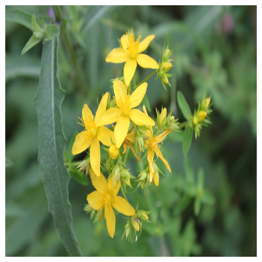 Heirloom Non-GMO Agrimonia Flower Seeds for Planting – Medicinal Wildflower Blooms | High Germination | Neera Seeds product photo [neera-v4-20bac8662283cdadaf28]