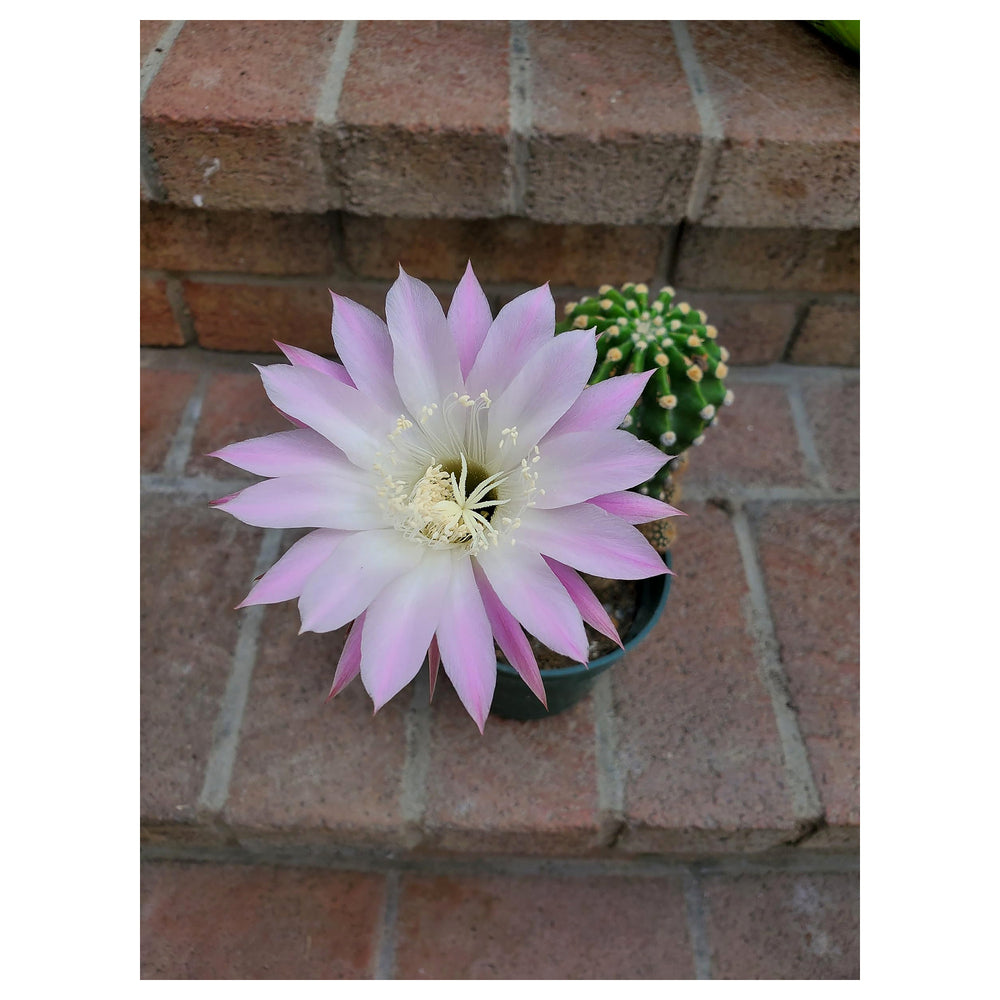 Heirloom Non-GMO Pink Echinopsis Tubiflora Flower Seeds for Garden Planting – Rare Cactus Blooms | Neera Seeds product photo [neera-v4-20c026b036516608b825]