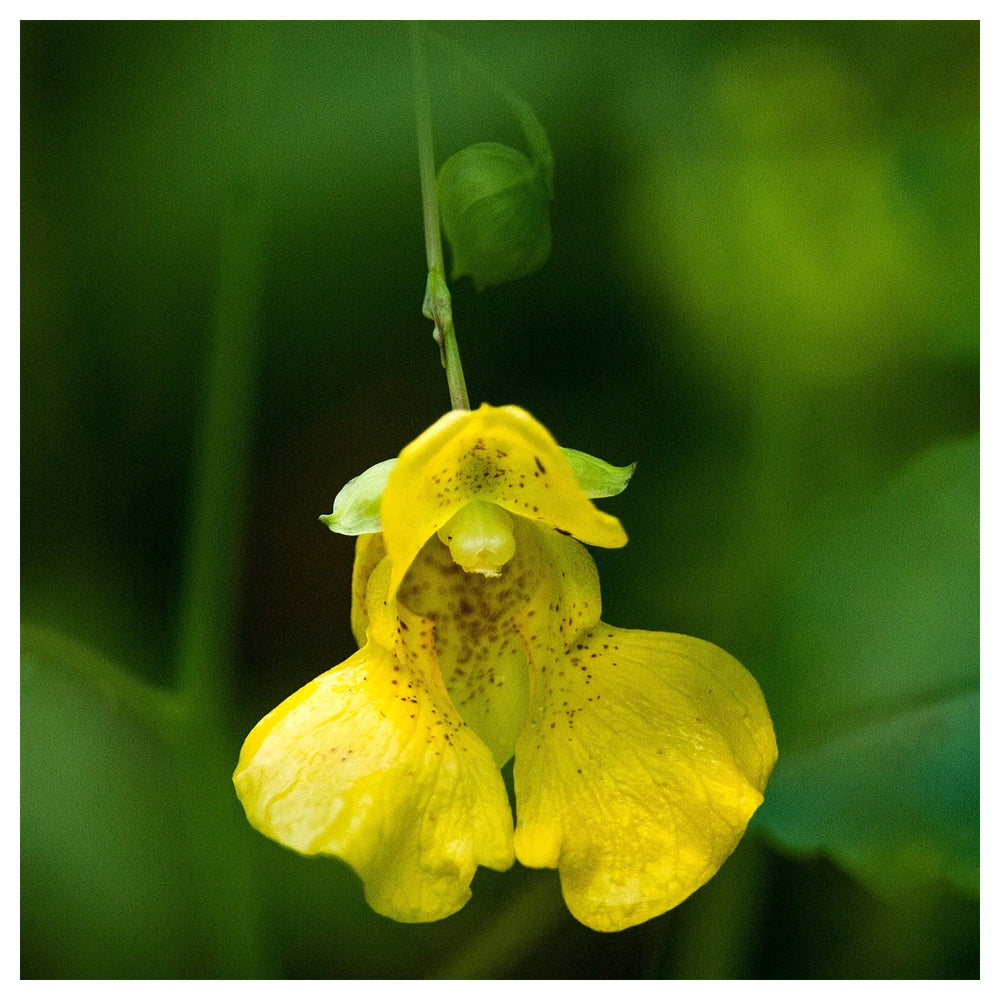 Heirloom Non-GMO Yellow Impatiens Flower Seeds for Planting – Bright Shade-Loving Blooms for Gardens | Neera Seeds product photo [neera-v4-20c500b91df214b7cd6d]