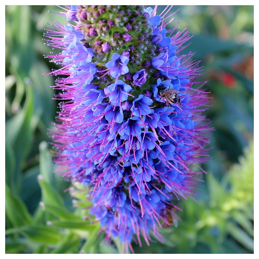 Purple Madeira Flower Seeds – Heirloom Non-GMO Ornamental Seeds for Vibrant Garden Color | Neera Seeds product photo [neera-v4-20c9ea6062f282f95611]