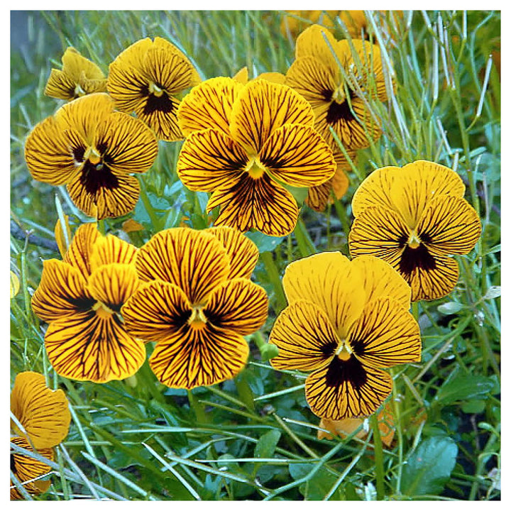 Tiger Eye Flower Seeds – Heirloom Non-GMO Striking Blooms for Bold Garden Planting | Neera Seeds product photo [neera-v4-20cdc752d291d3cdc79a]