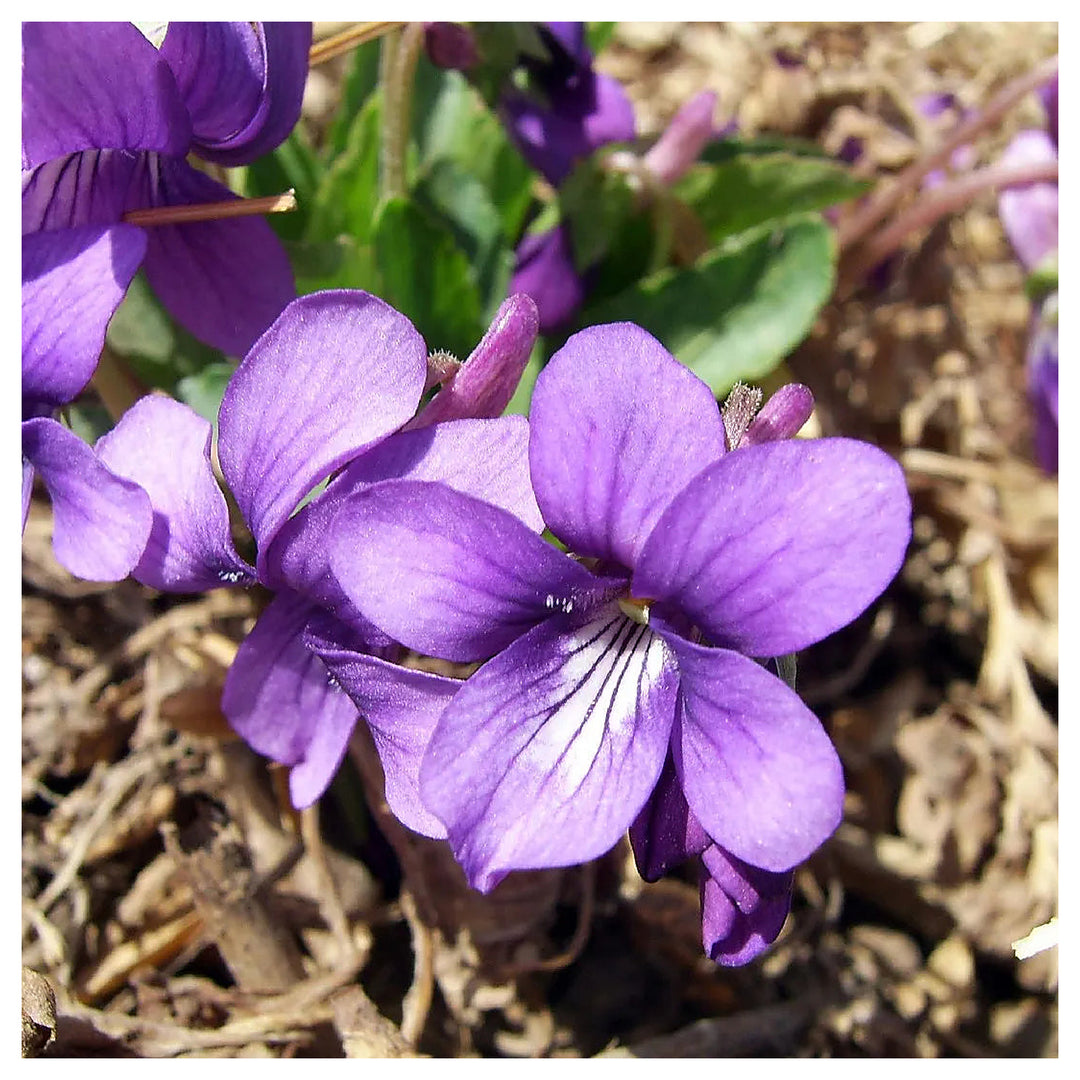 Heirloom Philippica Flower Seeds, Non-GMO Rare Ornamental Blooms for Elegant Garden Planting | Neera Seeds product photo [neera-v4-20d04a7d8b6862635d0a]