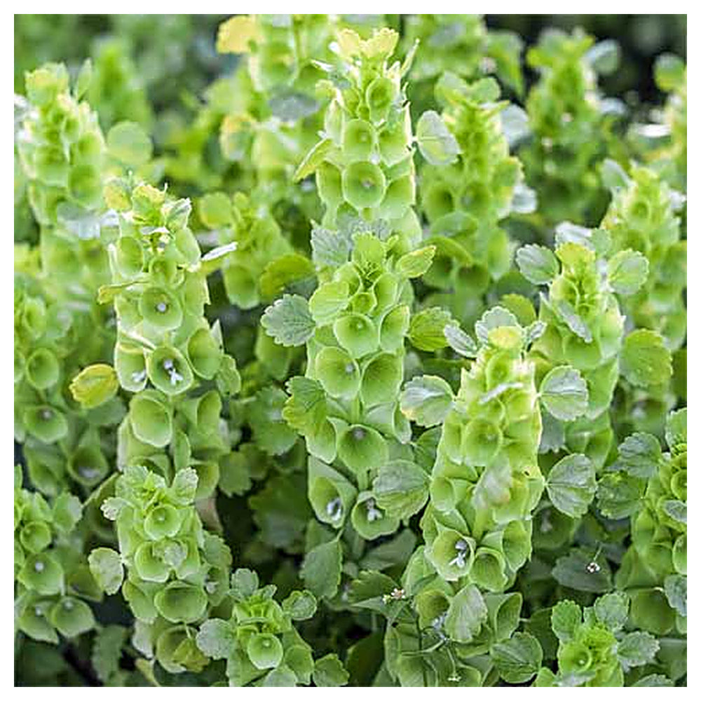 Heirloom Non-GMO Moluccella Laevis Bells of Ireland Flower Seeds for Unique Garden Borders and Planting | Neera Seeds product photo [neera-v4-20d82ab421b287abe9d0]