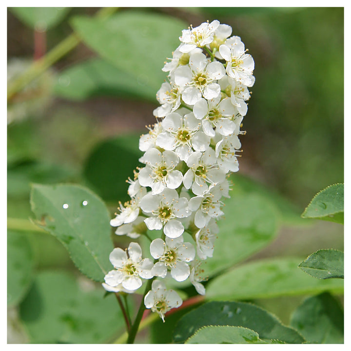 Heirloom Non-GMO Verbena Chokecherry Flower Seeds for Planting – Pollinator-Friendly Blooms, High Germination | Neera Seeds product photo [neera-v4-20ee1ae325d373e09247]