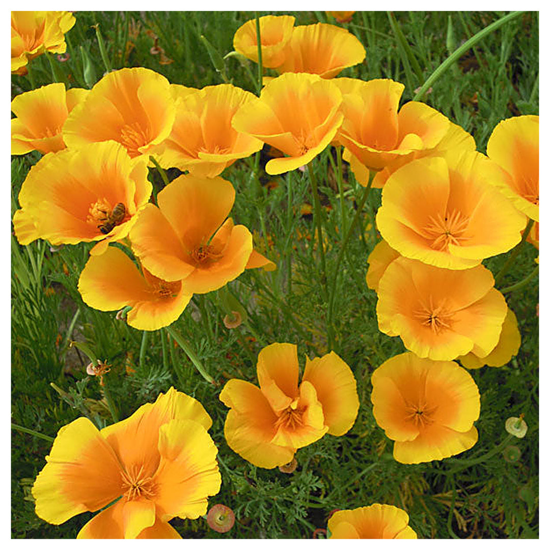 Yellow Eschscholzia Flower Seeds for Planting, Fresh, NON GMO Seeds | Neera Seeds product photo [neera-v4-20eeebd2ca9959575428]