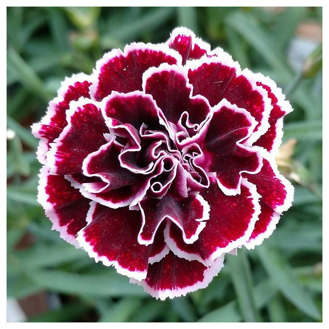 Maroon Mix Dianthus Caryophyllus Seeds for Planting – Organic, Heirloom, Non-GMO, High Germination Garden Seeds | Neera Seeds product photo [neera-v4-21014c8fd36aa3f0083f]
