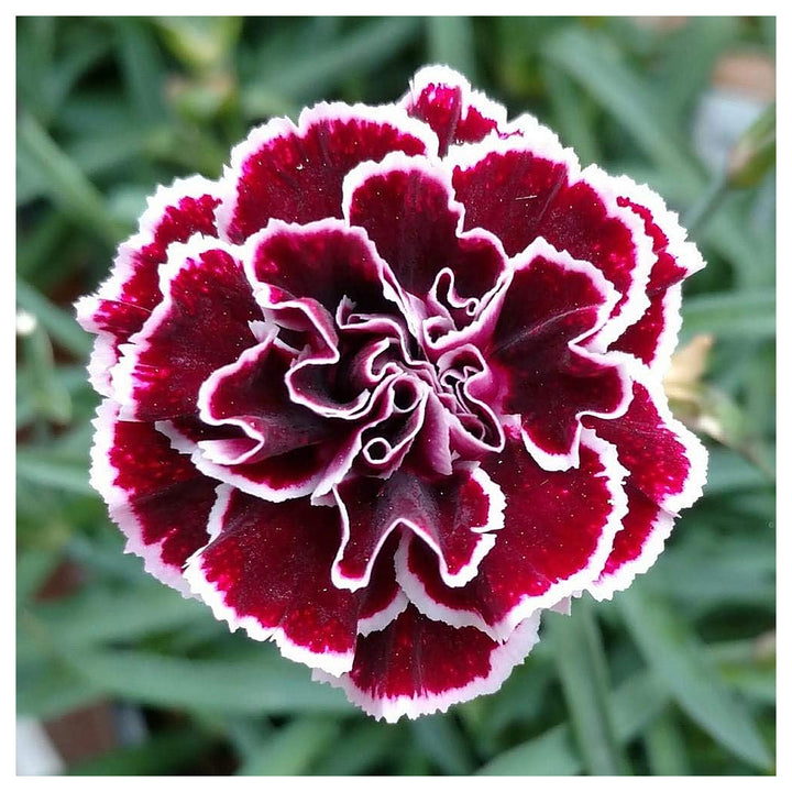 Maroon Mix Dianthus Caryophyllus Seeds for Planting – Organic, Heirloom, Non-GMO, High Germination Garden Seeds | Neera Seeds product photo [neera-v4-21014c8fd36aa3f0083f]