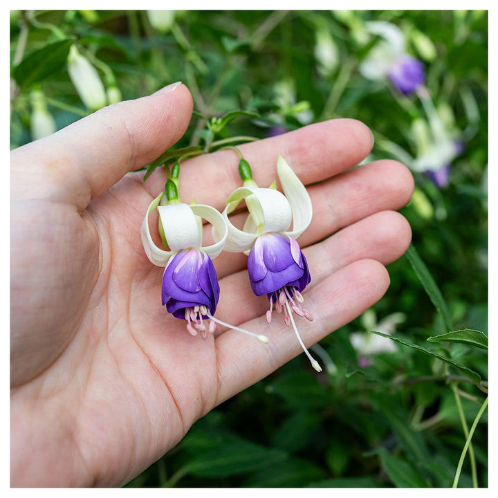 Heirloom Blue White Fuchsia Flower Seeds for Planting - Non-GMO, High Germination Organic Rare Blooming Garden Seed | Neera Seeds product photo [neera-v4-2101a68d545be56c0ca6]