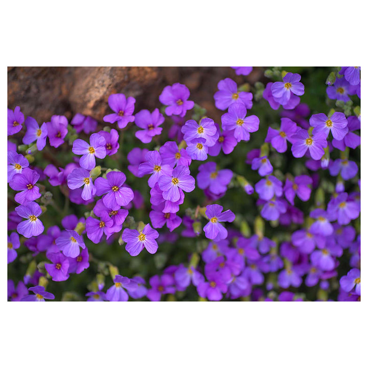 Aubrieta Flower Seeds for Planting – 100 pcs, Heirloom, Non-GMO, High Germination Garden Blooms | Neera Seeds product photo [neera-v4-2103a9036e71f6c601c4]