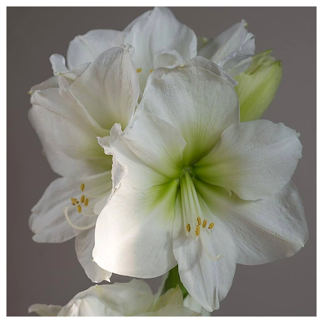 White Pink Amaryllis Flower Fresh Planting Beautiful Blooms Flower Seeds Home Garden | Neera Seeds product photo [neera-v4-21052f485ec48d95a426]