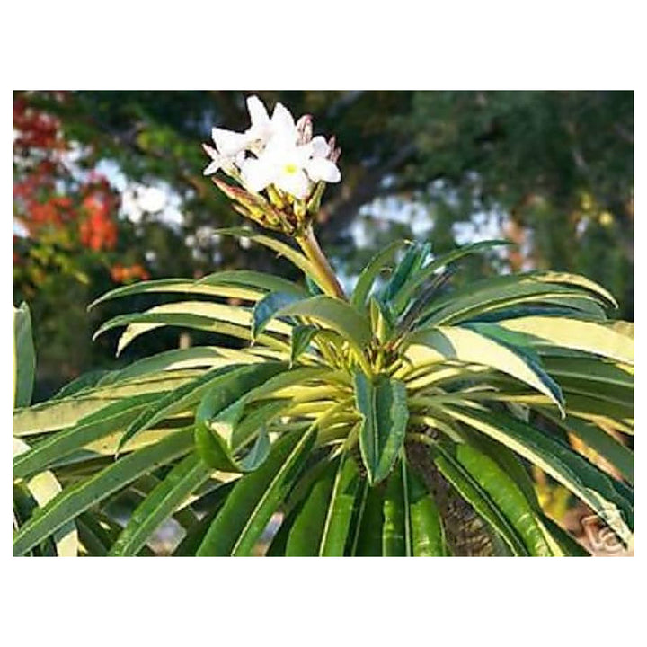 White Pachypodium Lamerei Plant Seeds for Planting, 100 pcs | Neera Seeds product photo [neera-v4-210a6d51724c7647a4a7]
