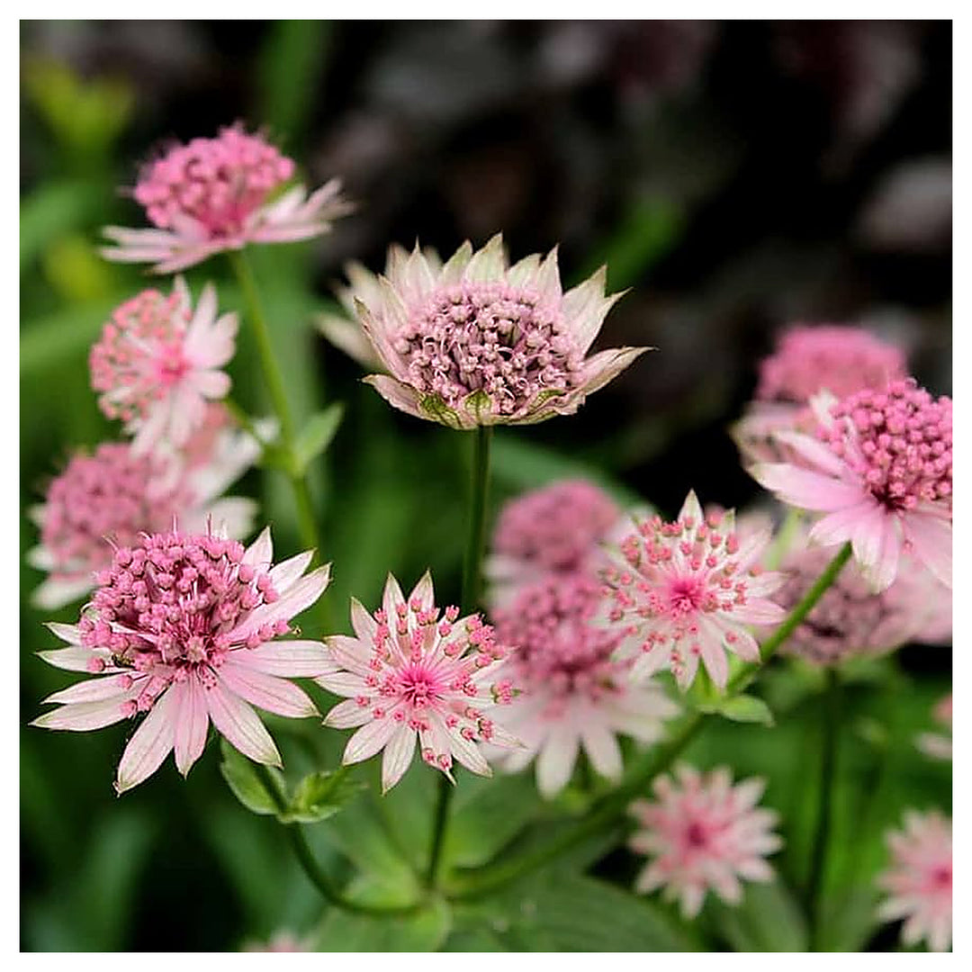 Heirloom Non-GMO Pink Masterwort Flower Seeds for Elegant Cottage and Cutting Garden Planting | Neera Seeds product photo [neera-v4-21218b119e1fcf813f5c]