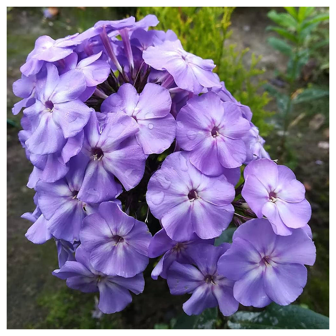 Midnight Bonbon Phlox For Planting Phlox Paniculata For Flower Beds And Border Gardens Flower Seeds | Neera Seeds product photo [neera-v4-21239863e274e0b37bfd]