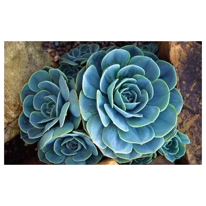 Sky Blue Ornamental Plant Seeds – Heirloom Non-GMO Seeds for Decorative Garden Planting | Neera Seeds product photo [neera-v4-21263c37a2460558c10e]