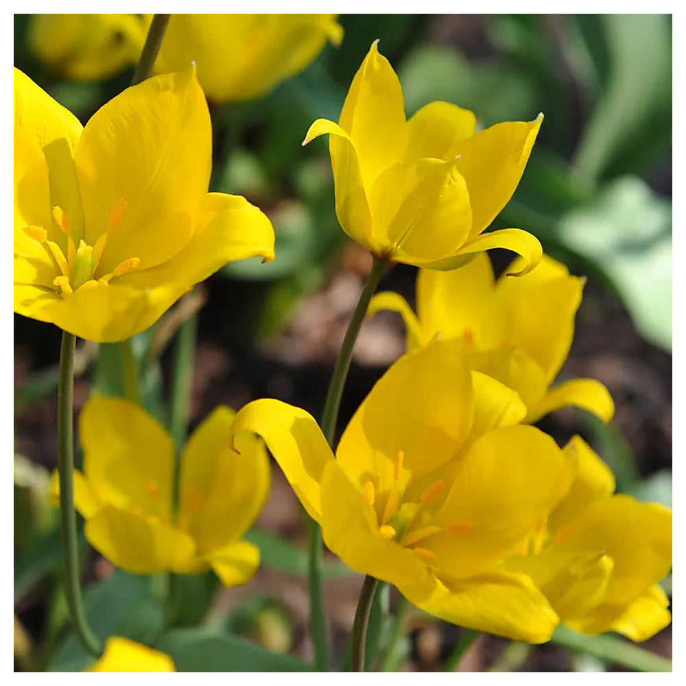 Tulipa Sylvestris Seeds for Planting – Heirloom, Non-GMO, High Germination Wildflower Garden Seeds | Neera Seeds product photo [neera-v4-2134579a31b607d02805]