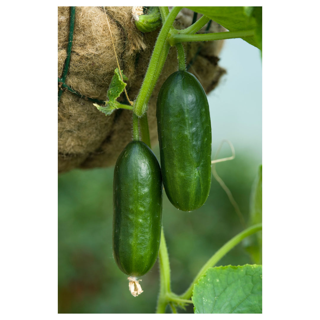 Heirloom Cucumber School Baby F1 Seeds for Planting – Organic, Non-GMO, High Germination Vegetable Seeds | Neera Seeds product photo [neera-v4-214035c02ae70b80d2b8]