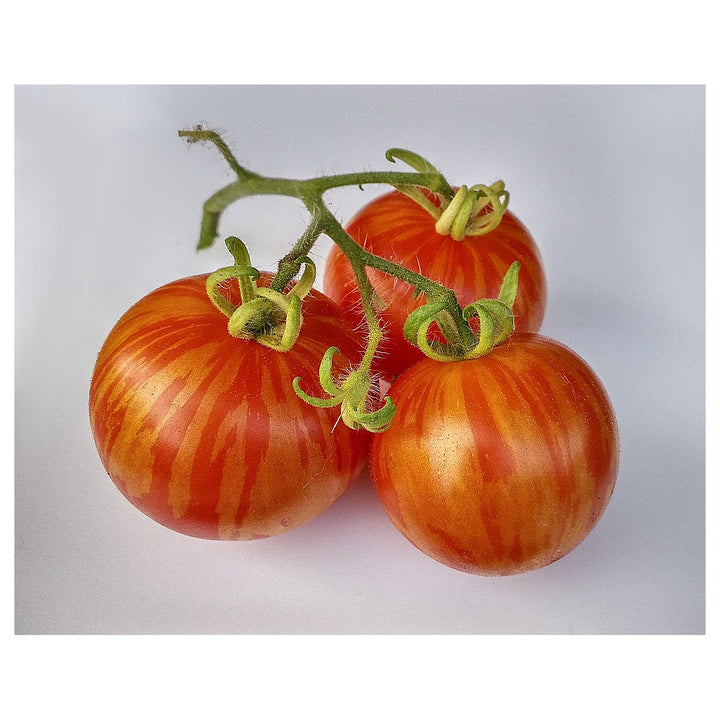 Tigerella Bi-Color Tomato Seeds for Planting – Heirloom, Non-GMO, High Germination Organic Garden Seeds | Neera Seeds product photo [neera-v4-214193d152aa921d6b2c]