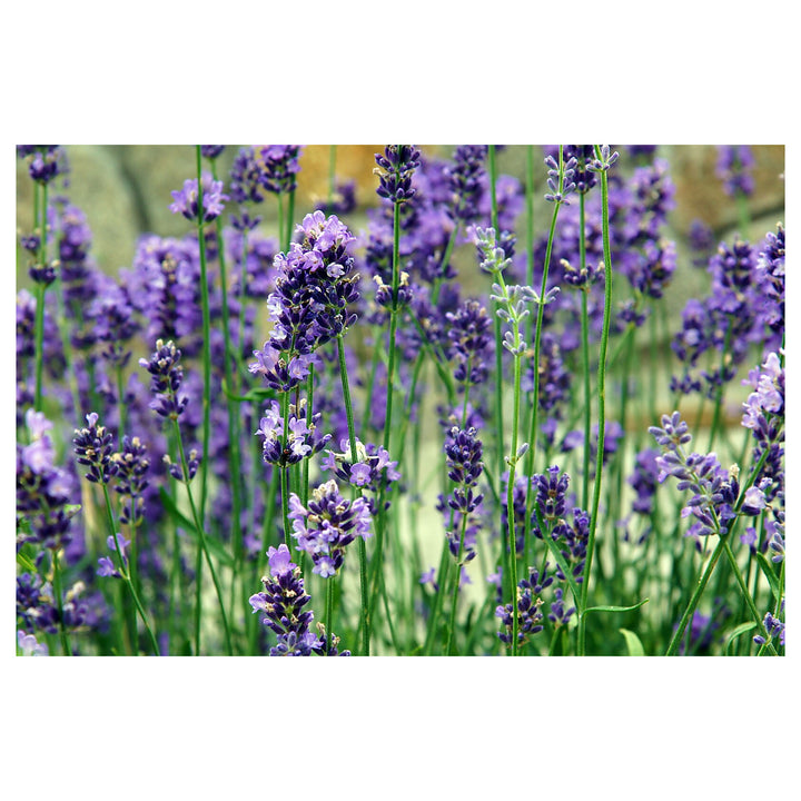 Lavender Provence Flower Seeds for Planting | Heirloom Non-GMO High Germination Organic Garden Seeds | Neera Seeds product photo [neera-v4-2145bbb2f46432c9b28c]