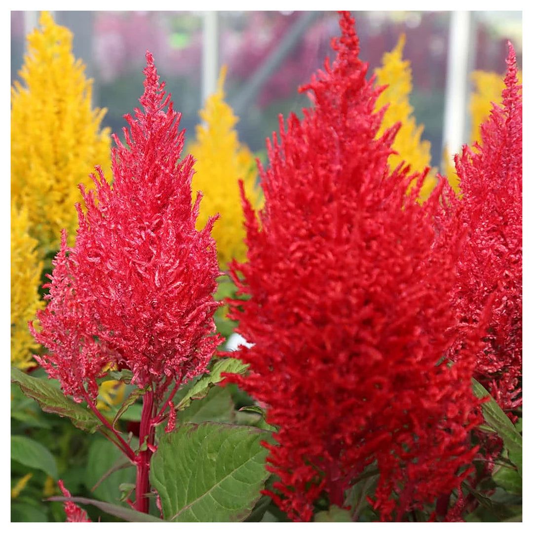 Mixed Celosia Argentea Flower Seeds, Heirloom, Non-GMO Seeds for Planting | Neera Seeds product photo [neera-v4-214c991b8870019cb626]