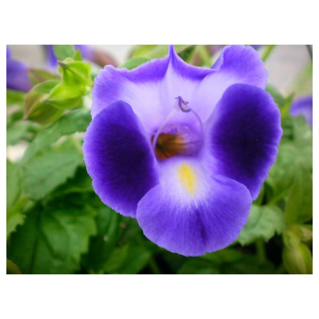 Heirloom Non-GMO Purple Torenia Kauai Flower Seeds | Shade-Loving Wishbone Plant Seeds for Hanging Baskets | Neera Seeds product photo [neera-v4-2151aa73bf74ff68560b]