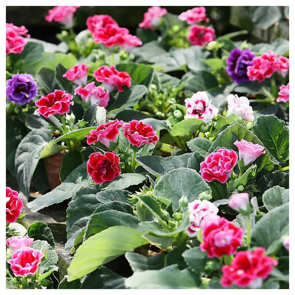 Heirloom Mixed Gloxinia Flower Seeds for Planting – Non-GMO Tropical Indoor Blooms, Organic Garden Seeds | Neera Seeds product photo [neera-v4-2151bf331bfcca79c283]