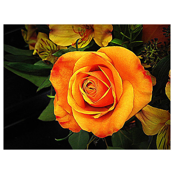 Light Orange Rose Plant Seeds for Planting – Heirloom, Non-GMO, High Germination Garden Seeds | Neera Seeds product photo [neera-v4-2151e18ffbbd9c6f80e3]