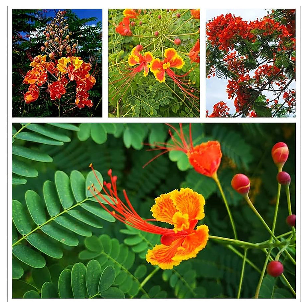 Mixed Caesalpinia Flower Seeds for Planting – Heirloom, Non-GMO, High Germination Vibrant Garden Seeds | Neera Seeds product photo [neera-v4-215a280368678ace948e]