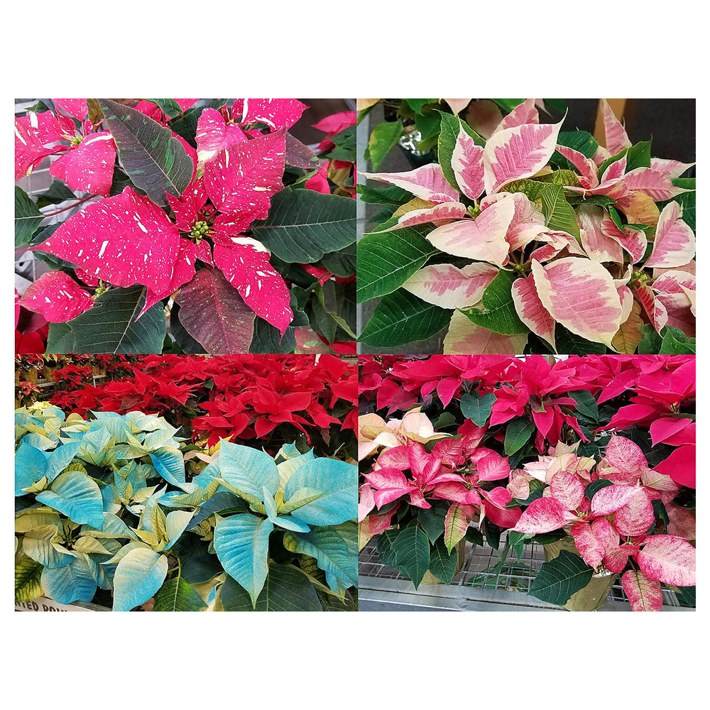 Heirloom Non-GMO Multi-Colored Poinsettia Flower Seeds for Planting – Vibrant Holiday Blooming Seeds | Neera Seeds product photo [neera-v4-215e731563a761ad5a67]
