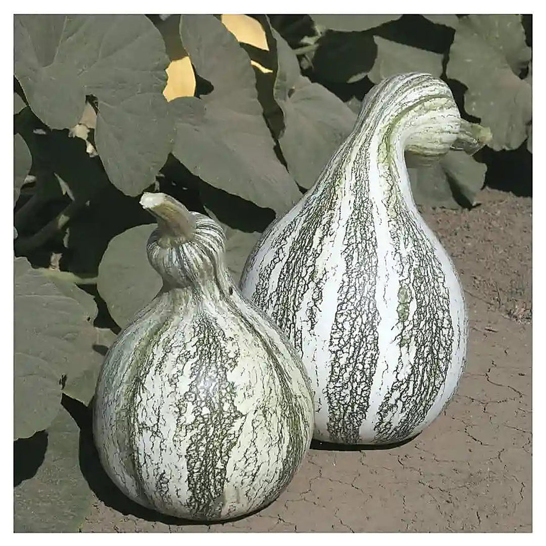 Cushaw Pumpkin Vegetable Seeds for Planting – Heirloom, Non-GMO, High Germination Organic Seeds | Neera Seeds product photo [neera-v4-2163900e88b60735baae]