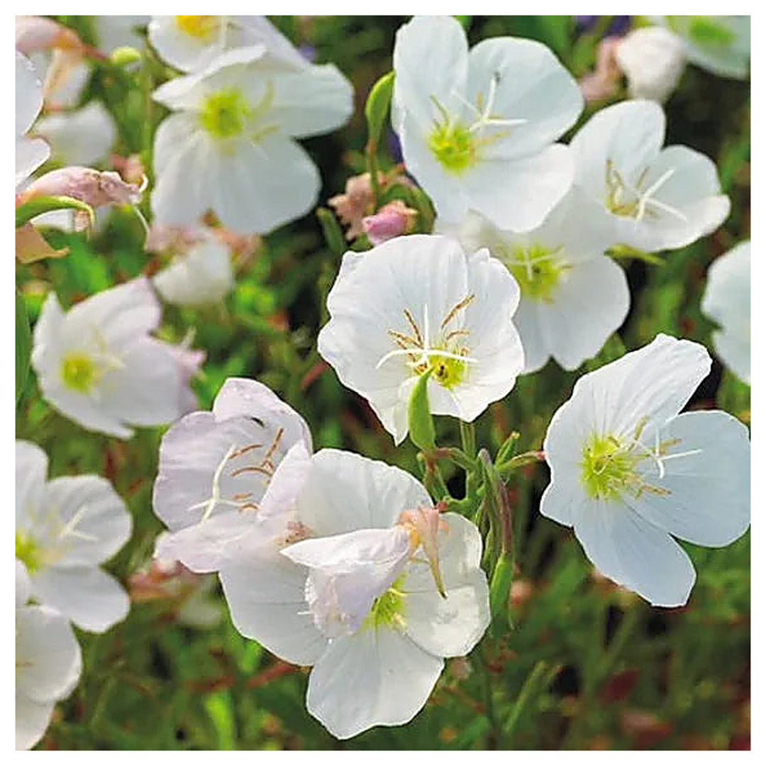 Organic White Oenothera Flower Seeds for Planting – Heirloom, Non-GMO | Neera Seeds product photo [neera-v4-216cd5f2952f2d882f88]
