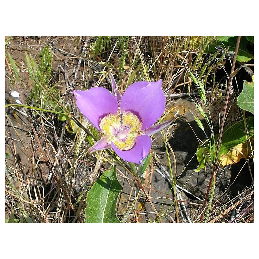 Heirloom Non-GMO Calochortus macrocarpus Flower Seeds – Sagebrush Mariposa Lily Seeds for Native Wildflower Gardens | Neera Seeds product photo [neera-v4-216ecbd174eeadbd9868]