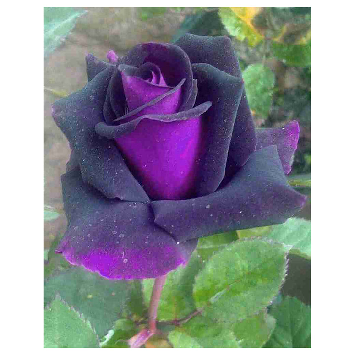 Purple Dragon Rose Plant Seeds for Planting – Heirloom Non-GMO Garden Seeds with High Germination | Neera Seeds product photo [neera-v4-217e958336475232952d]