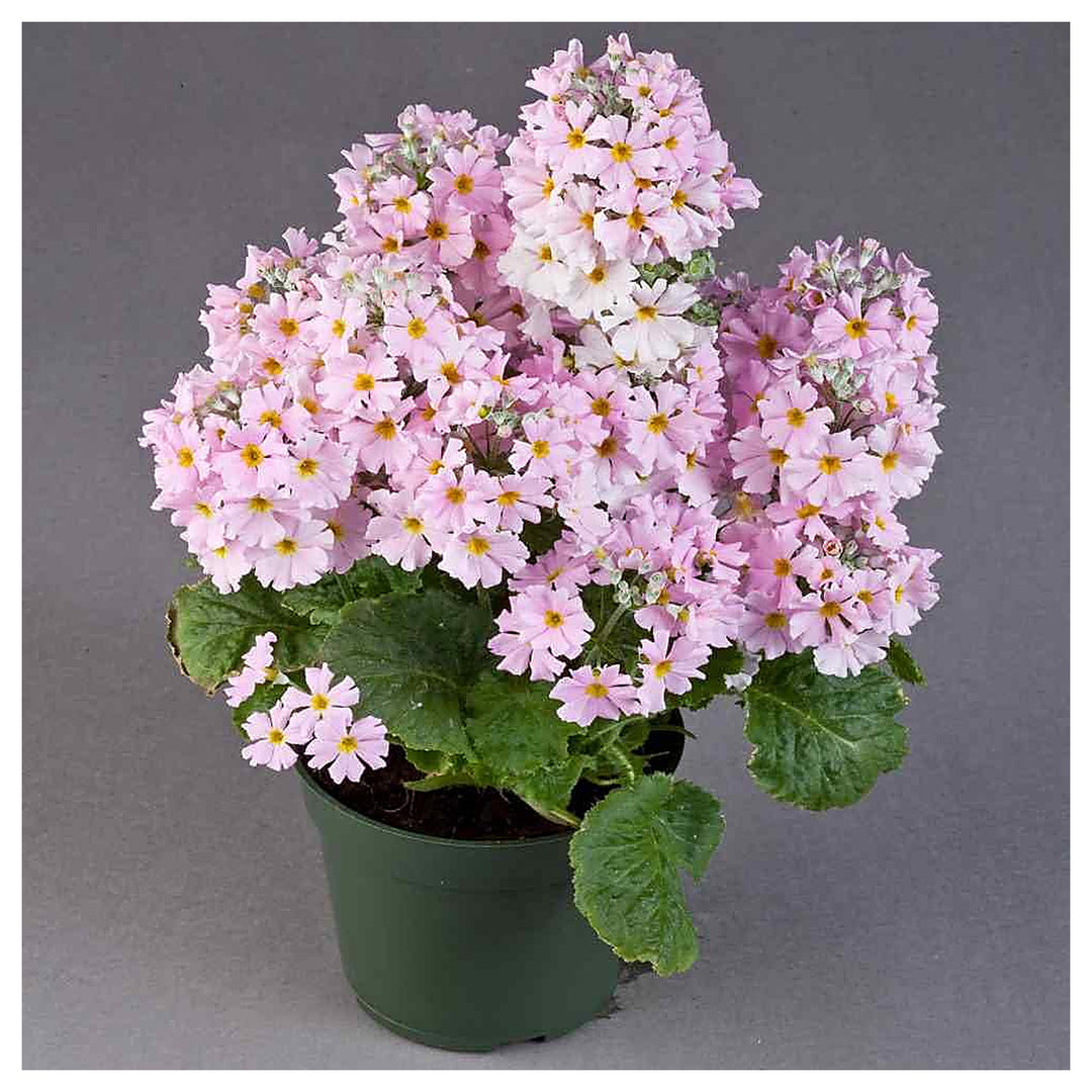 Light Pink Primula Malacoides Seeds for Planting – Heirloom Non-GMO Organic Garden Seeds with High Germination | Neera Seeds product photo [neera-v4-21884c262d33959920a9]