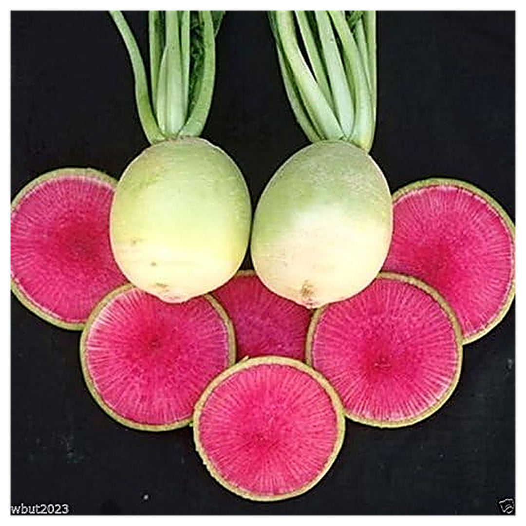 Chinese Radish Seeds (Red Meat) for Planting – Heirloom, Non-GMO, High Germination Garden Seeds | Neera Seeds product photo [neera-v4-218a224f257a100b80e3]
