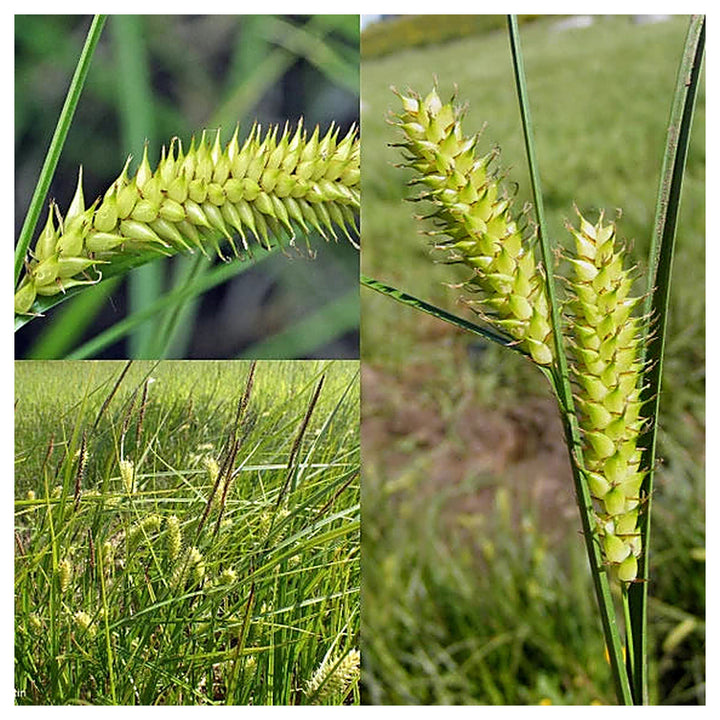 Carex Pendula Seeds for Planting – Elegant Drooping Sedge Grass, Perennial Ornamental Seeds for Shade Gardens | Neera Seeds product photo [neera-v4-2190a6996052c822b34b]