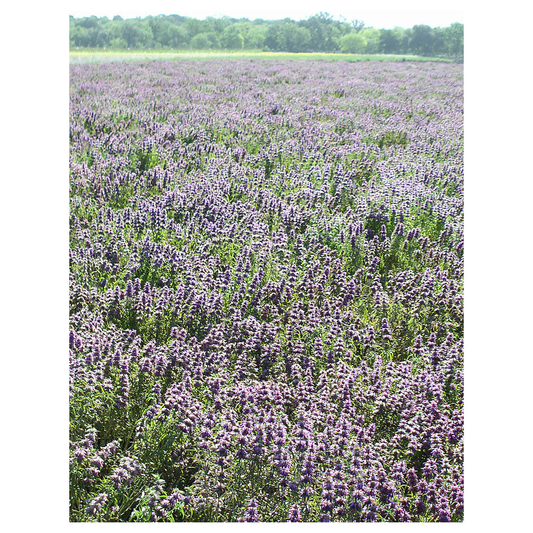 Lavender Lemon Mint Flower Seeds for Planting – Heirloom &amp; Non-GMO Seeds | Neera Seeds product photo [neera-v4-21a535d725b622e89740]