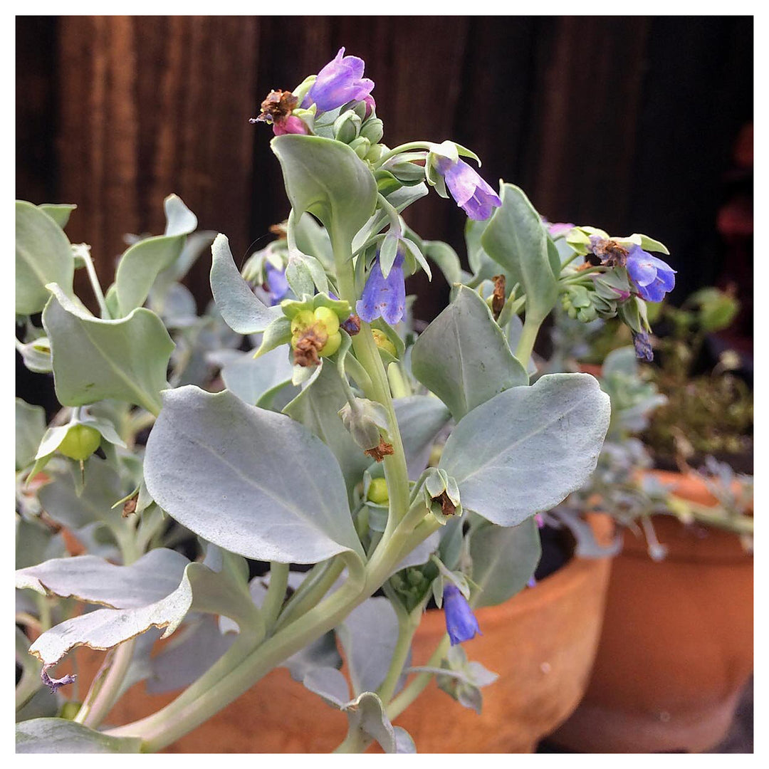 Mertensia Maritima Herb Seeds – Heirloom, Non-GMO, Oyster Leaf Seeds for Unique Garden Planting | Neera Seeds product photo [neera-v4-21a5aa2c6b64f0e2c186]