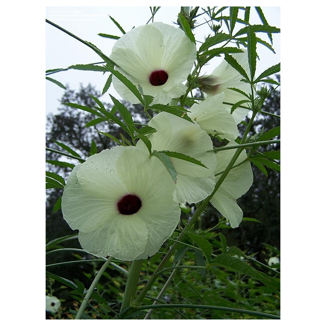 Cannabinus Flower Seeds – Heirloom Non-GMO Seeds for Planting Fast-Growing Ornamental Organic Garden | Neera Seeds product photo [neera-v4-21a9e35a4fb412c2e498]