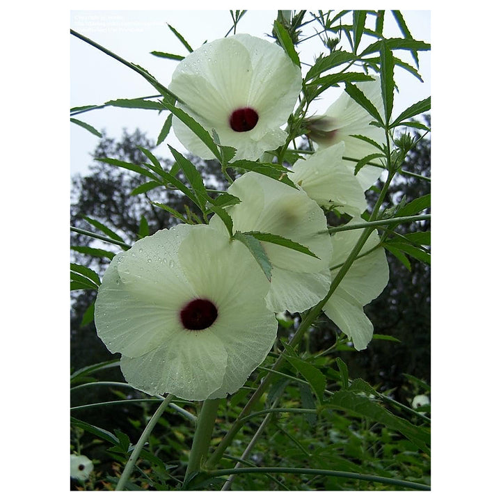 Cannabinus Flower Seeds – Heirloom Non-GMO Seeds for Planting Fast-Growing Ornamental Organic Garden | Neera Seeds product photo [neera-v4-21a9e35a4fb412c2e498]