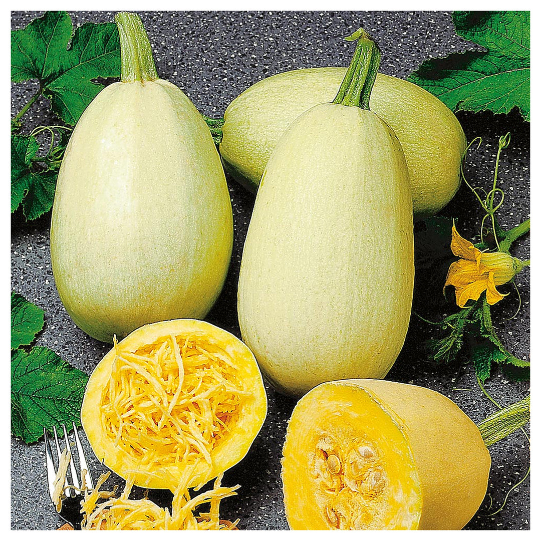 Pumpkin Almond Spaghetti Seeds for Planting – Organic, Non-GMO, Heirloom, High Germination Vegetable Garden Seeds | Neera Seeds product photo [neera-v4-21b369aa6e14cde862c1]