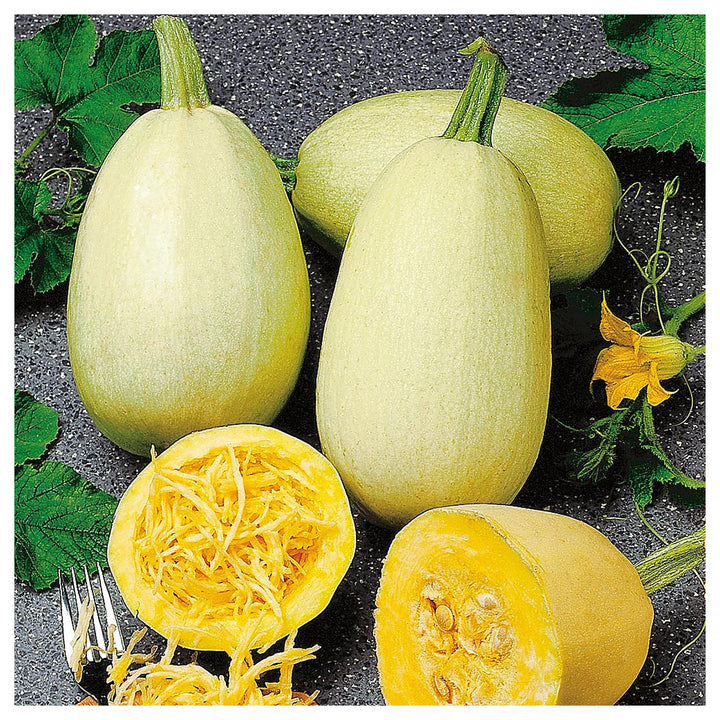 Pumpkin Almond Spaghetti Seeds for Planting – Organic, Non-GMO, Heirloom, High Germination Vegetable Garden Seeds | Neera Seeds product photo [neera-v4-21b369aa6e14cde862c1]