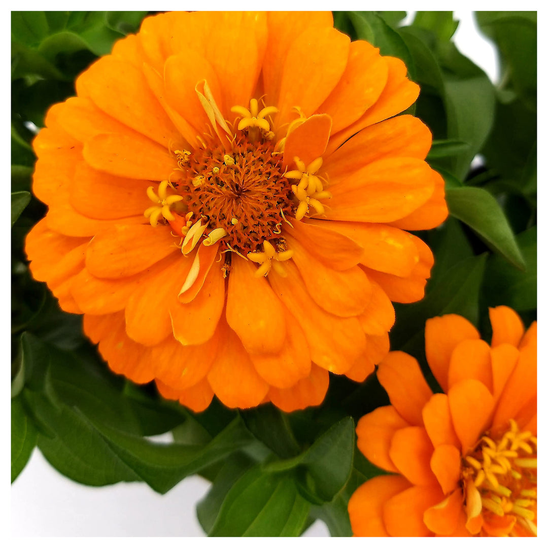 Yellow Zinnia Colorato Giallo For Bright Zinnia Blooms Flower Seeds for Home Garden Planting, | Neera Seeds product photo [neera-v4-21b52ed098634a48d186]