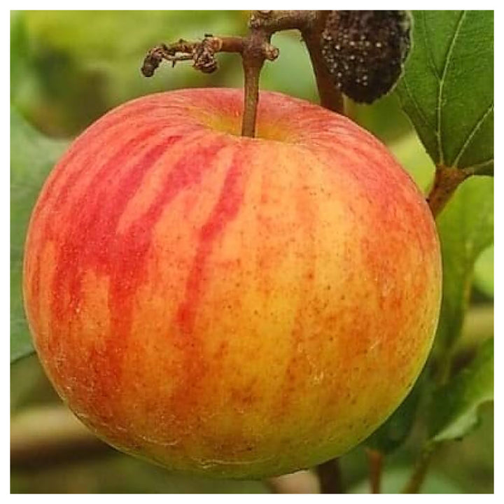 Ball Sundari Ber Apple Fruit Seeds for Planting – Heirloom, Non-GMO, High Germination Organic Garden Seeds | Neera Seeds product photo [neera-v4-21be29953ad31c25673e]