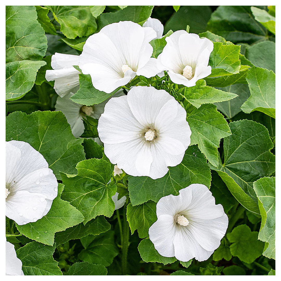 Organic White Lavatera Flower Seeds for Planting – Heirloom, Non-GMO | Neera Seeds product photo [neera-v4-21c759db0fdd37658342]