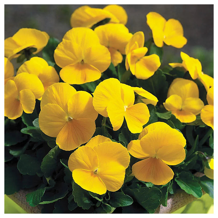 Yellow Pansy Flower Seeds – Non-GMO Seeds for Vibrant Garden Planting | Neera Seeds product photo [neera-v4-21d483e600f8b1a82475]