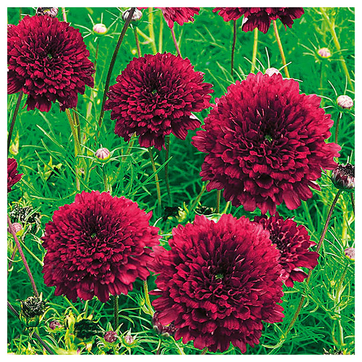 Cosmos Double Click Cranberries Flower Seeds for Planting – Vibrant, Heirloom Garden Blooms | Neera Seeds product photo [neera-v4-21da7fd5df4741f76991]