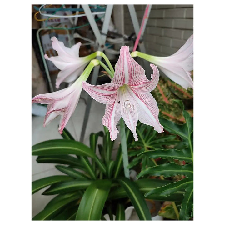 Heirloom Non-GMO Pink Hippeastrum Rutilum Flower Seeds for Garden Planting – Exotic Amaryllis Blooms | Neera Seeds product photo [neera-v4-22048dc017c82ee14f21]